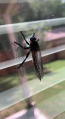 Promachus painteri