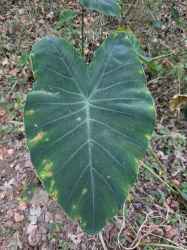 Colocasia esculenta observed 2026-10-30
