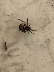 Steatoda