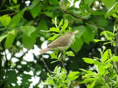 Iduna caligata