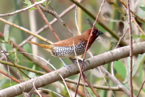 Lonchura punctulata observed 2026-10-30