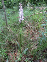 Dactylorhiza maculata