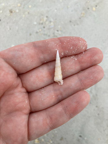 Acropora observed 2026-10-30