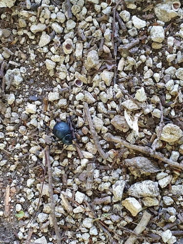 Timarcha tenebricosa