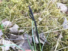Carex ericetorum