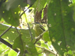 Ampelioides tschudii