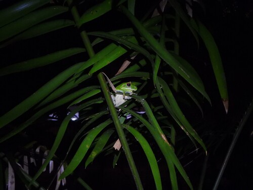Litoria observed 2026-10-30