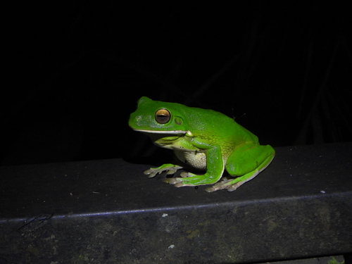 Litoria observed 2026-10-30