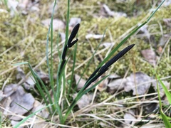 Carex ericetorum