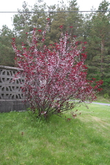 Prunus cistena