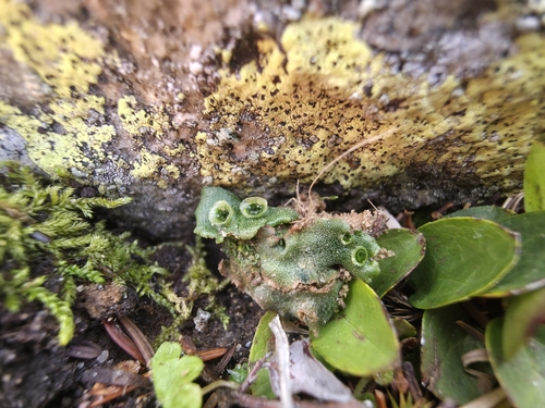 Hepaticae observed 2026-10-30