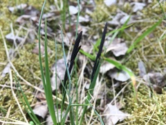 Carex ericetorum