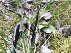 Carex ericetorum