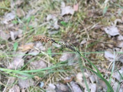 Carex ericetorum