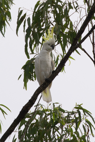 Cacatua galerita observed 2026-10-31