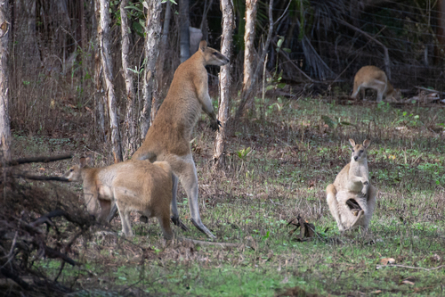 Macropus agilis observed 2026-10-31