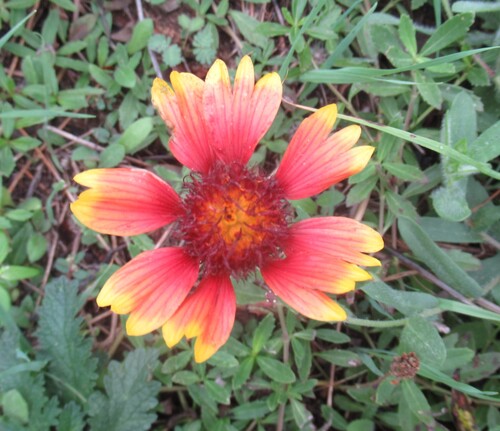Gaillardia pulchella observed 2026-10-29