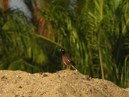 Acridotheres tristis observed 2026-10-31