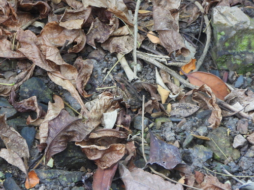 Rhinella marina observed 2026-10-31