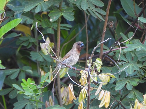 Lonchura punctulata observed 2026-10-31