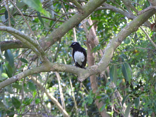 Rhipidura leucophrys observed 2026-10-31