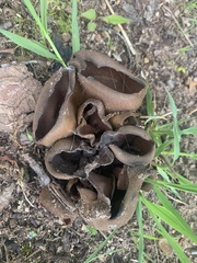 Helvella acetabulum