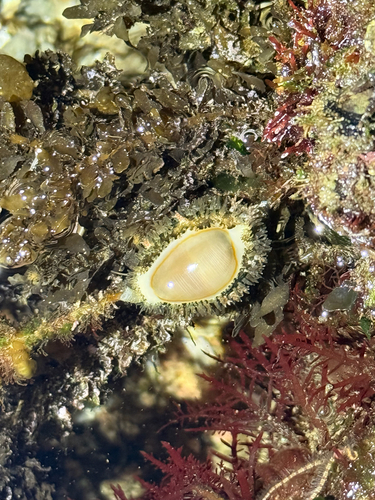 Cypraea annulus observed 2026-10-29