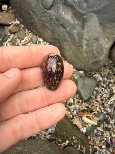Cypraea caputserpentis observed 2026-10-31