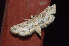 Parapoynx affinialis