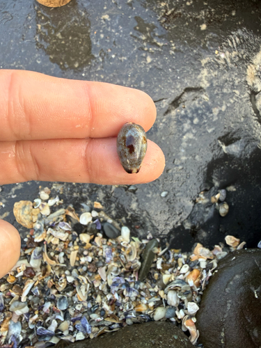 Cypraea gracilis observed 2026-10-31