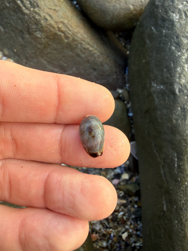Cypraea gracilis observed 2026-10-31