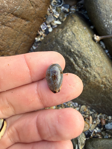 Cypraea gracilis observed 2026-10-31
