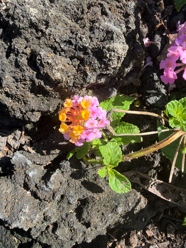 Lantana camara observed 2026-10-30