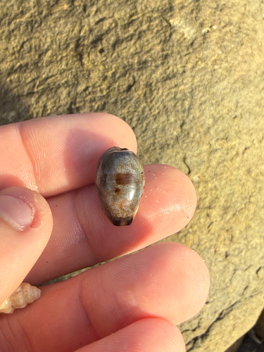 Cypraea gracilis observed 2026-10-31
