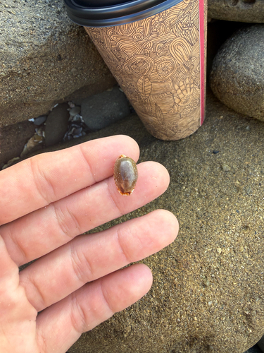 Cypraea observed 2026-10-31