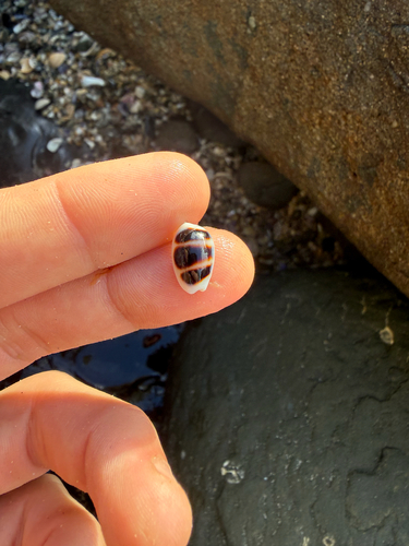 Cypraea observed 2026-10-31