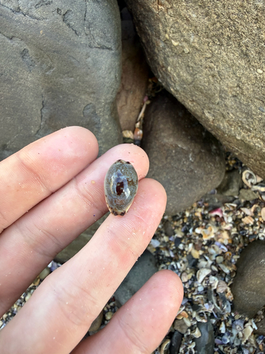 Cypraea gracilis observed 2026-10-31