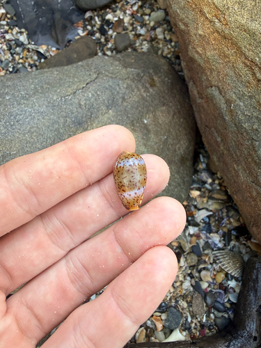 Cypraea observed 2026-10-31