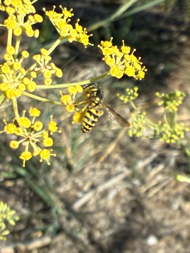 Vespula pensylvanica observed 2026-10-30