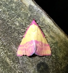 Phytometra rhodarialis