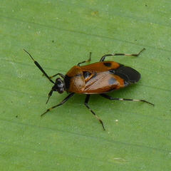 Deraeocoris punctum