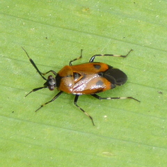 Deraeocoris punctum