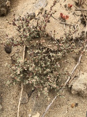Atriplex pacifica