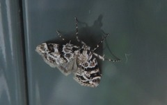 Eudonia delunella