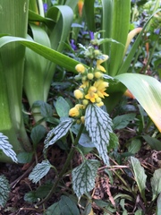 Lamium galeobdolon flavidum