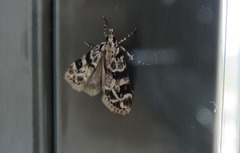 Eudonia delunella