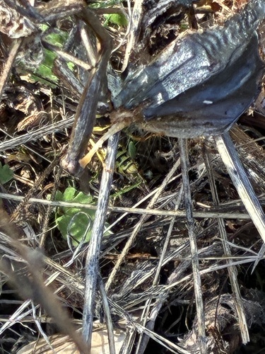 Vespula pensylvanica observed 2026-10-30