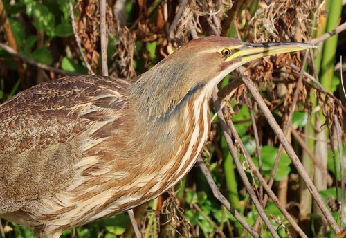 Aves observed 2026-10-30
