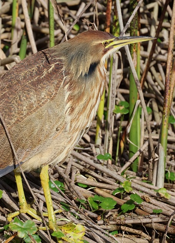 Aves observed 2026-10-30