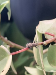 Pantomorus postfasciatus